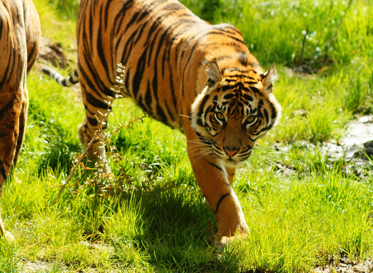 tiger cat wildcat free photo