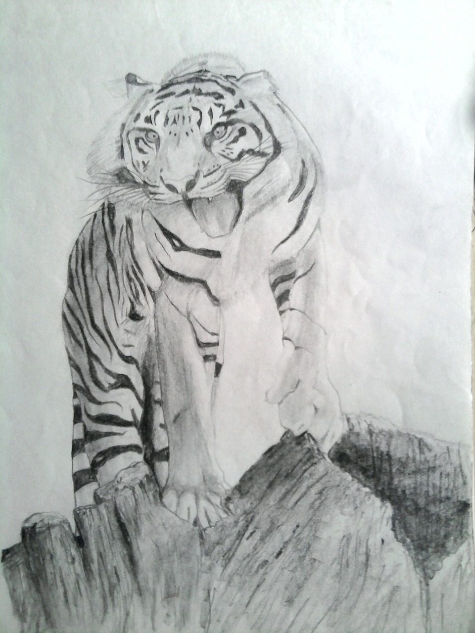 tiger draw pencil free photo