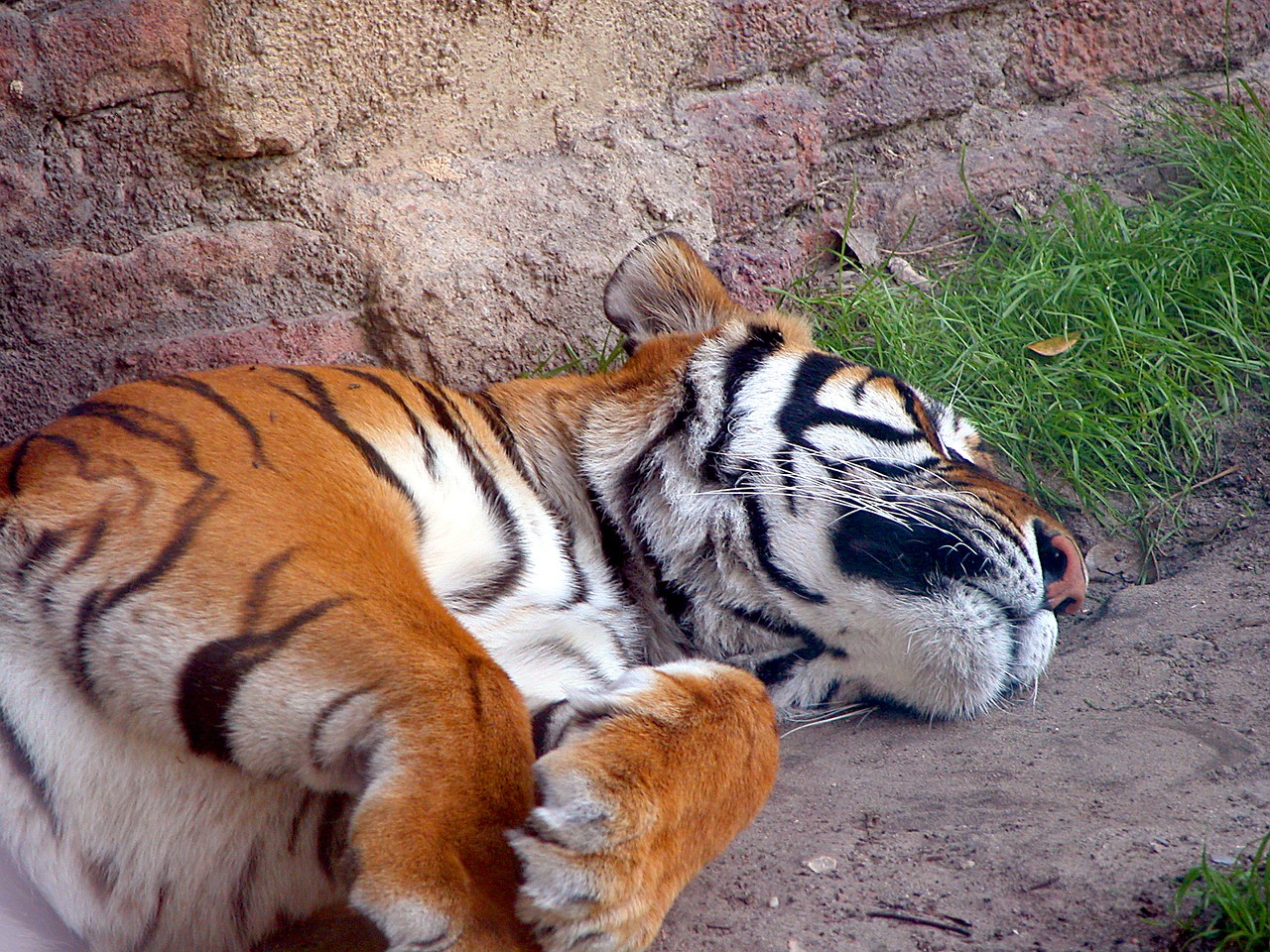 tiger large cat wildlife free photo