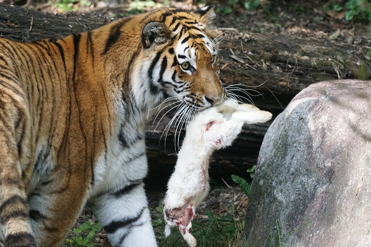 tiger amurtiger predator free photo