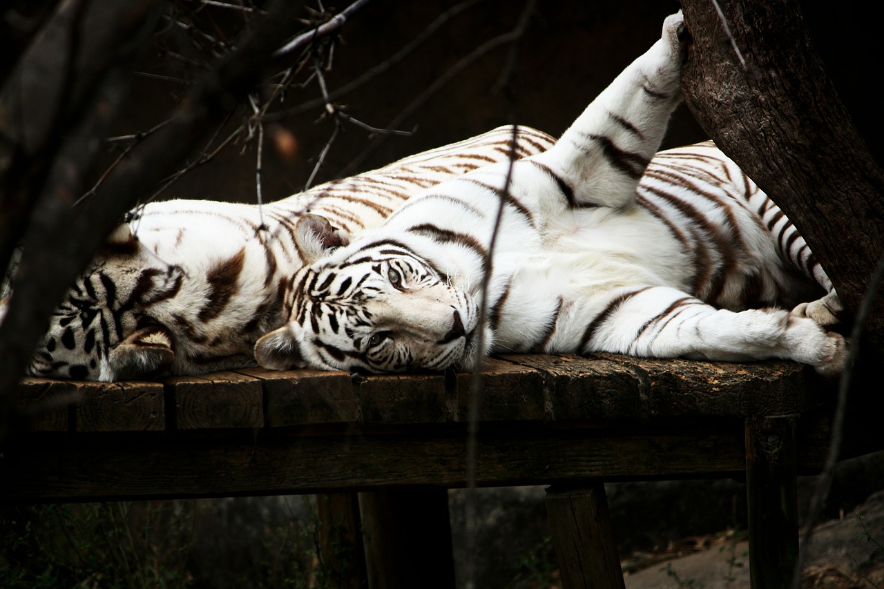 tiger white cat free photo
