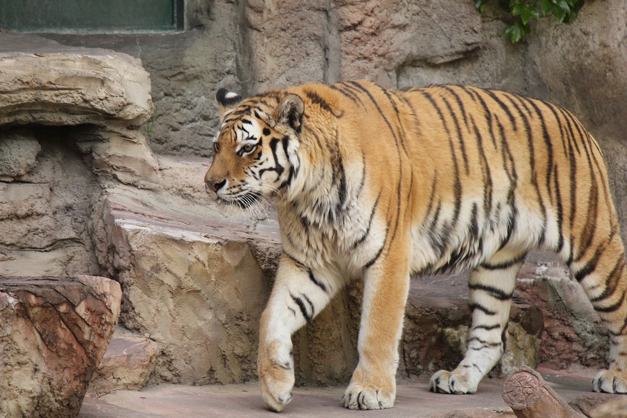 tiger animal zoo free photo