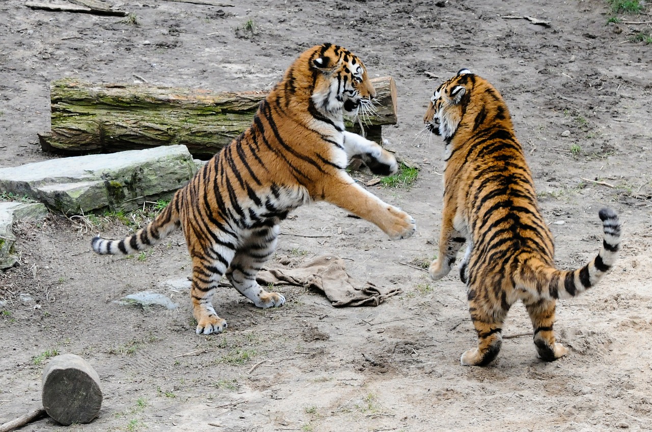 tiger zoo cat free photo