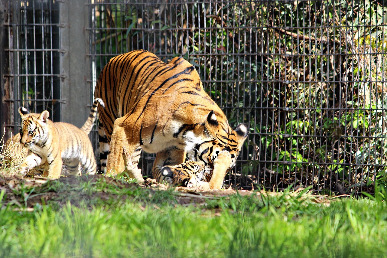 tiger zoo cubs free photo