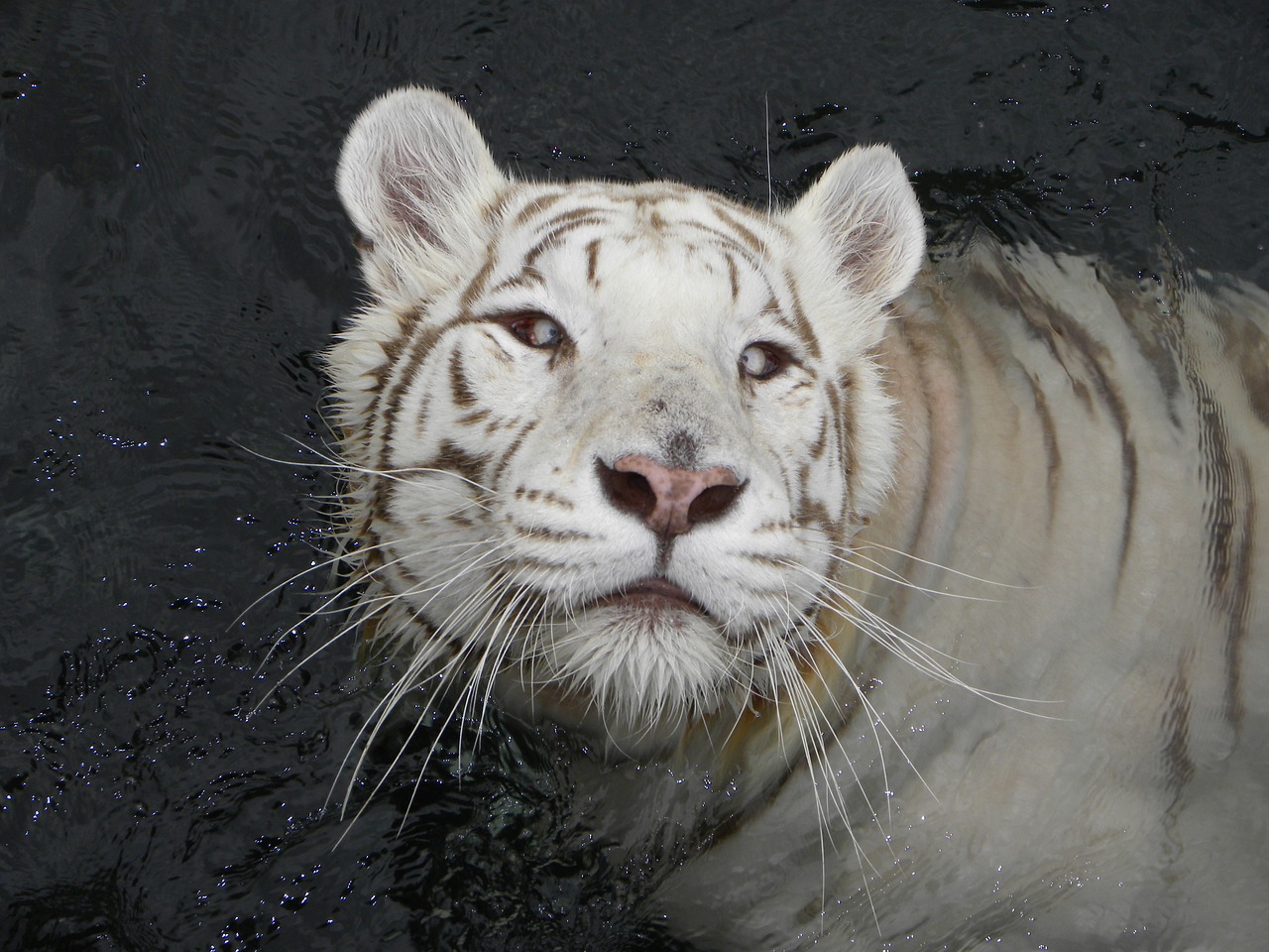 tiger tiger albino feline free photo