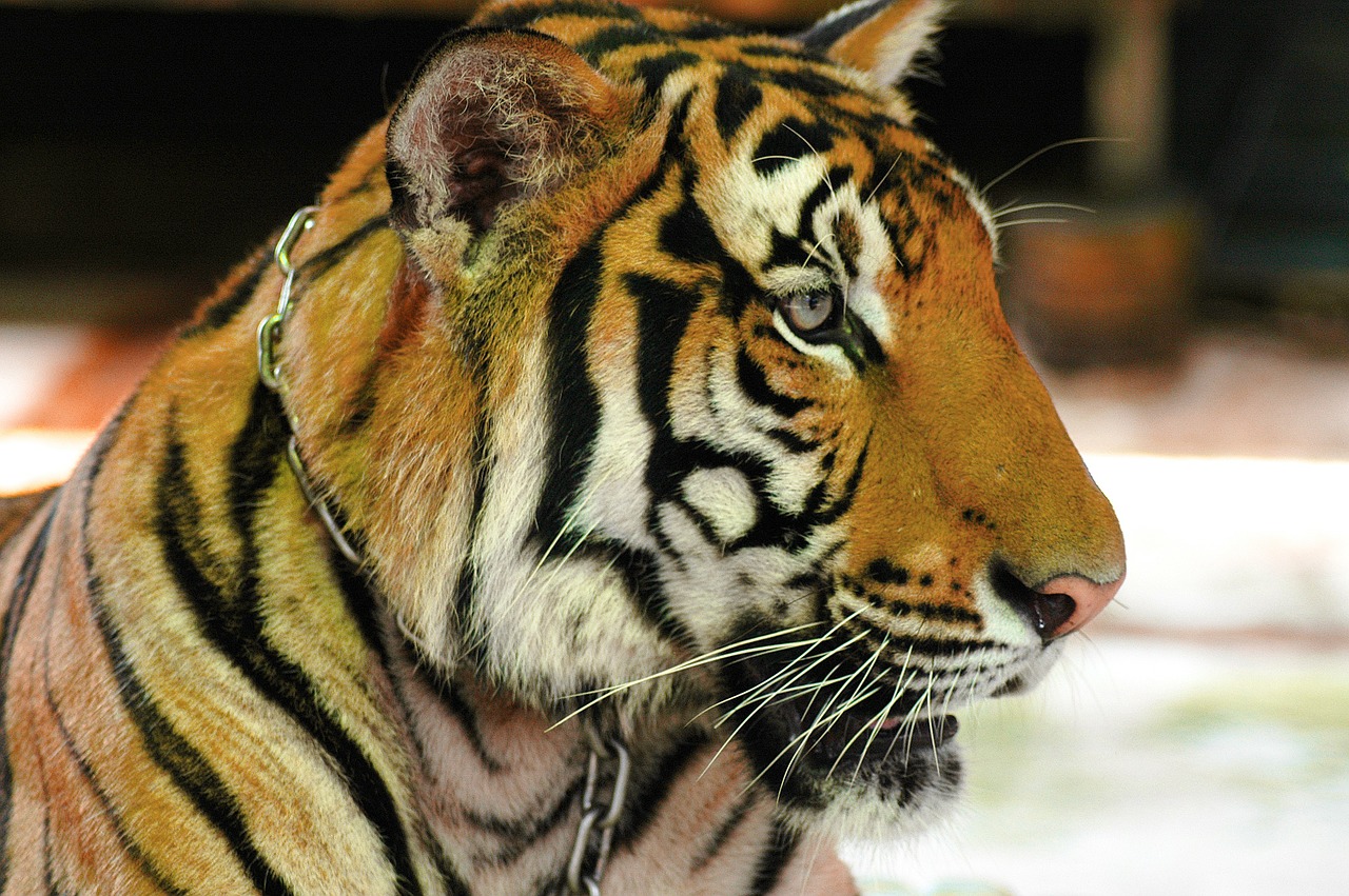 tiger cat portrait free photo