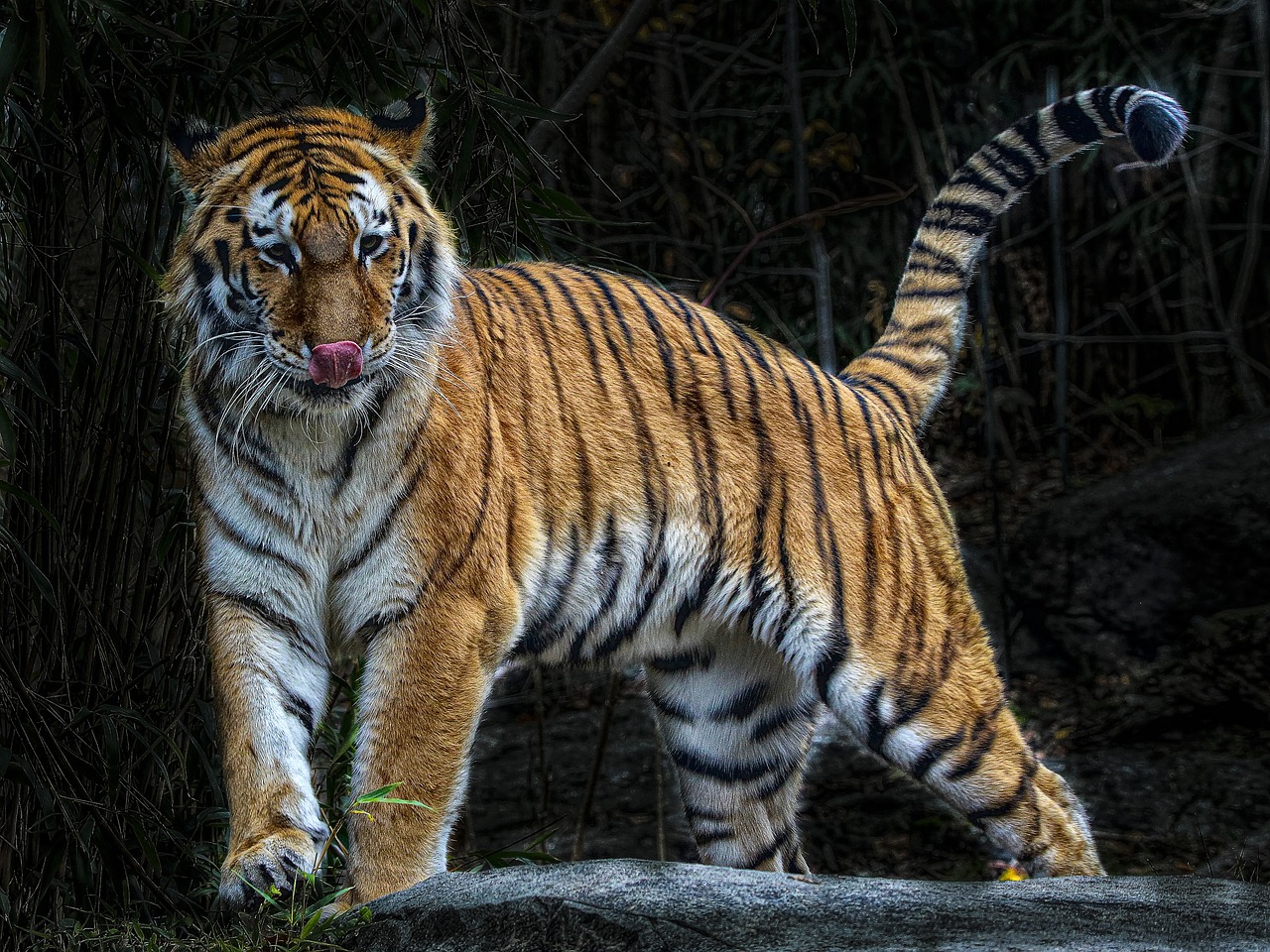 tiger wild endangered free photo