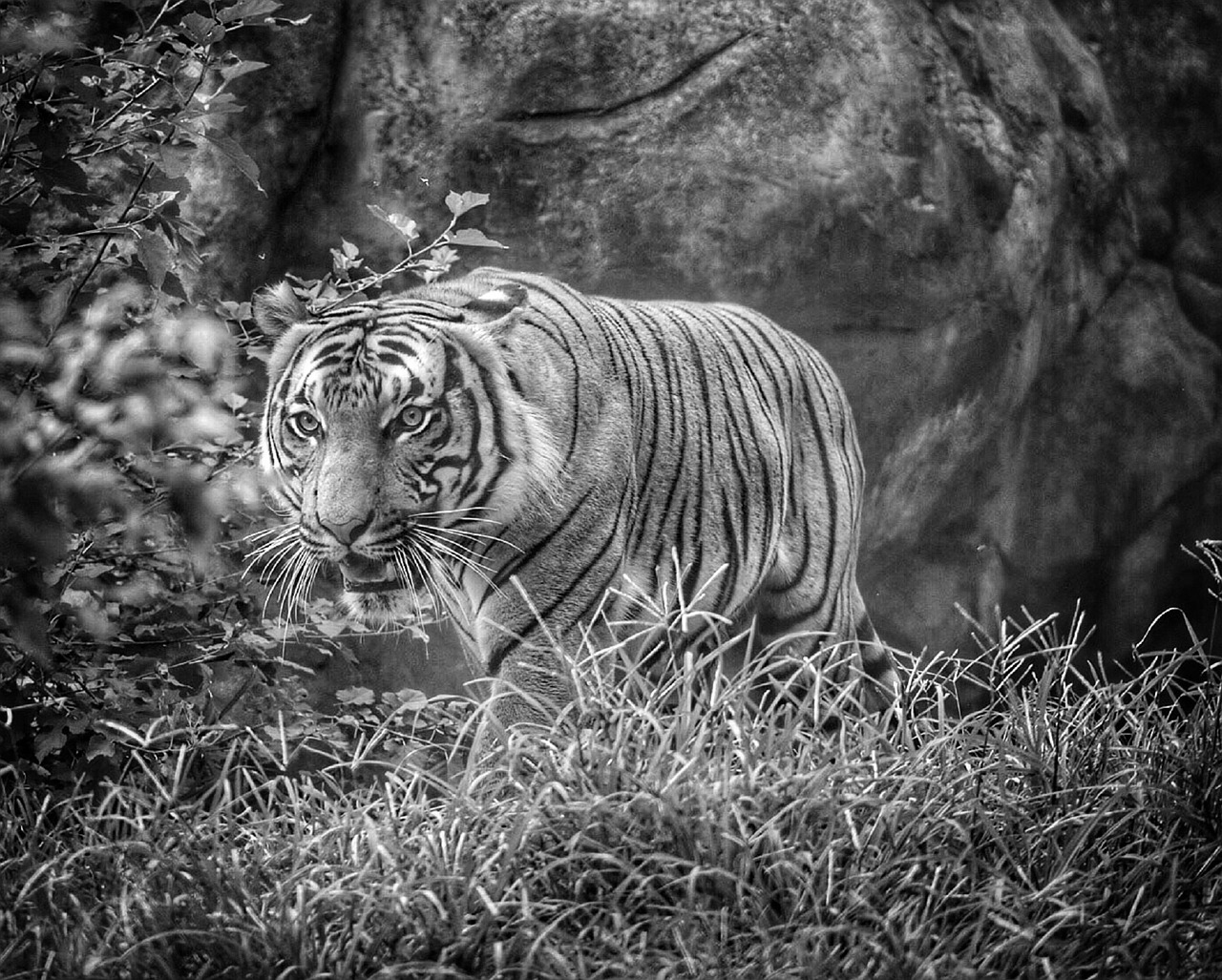 tiger looking big cat free photo