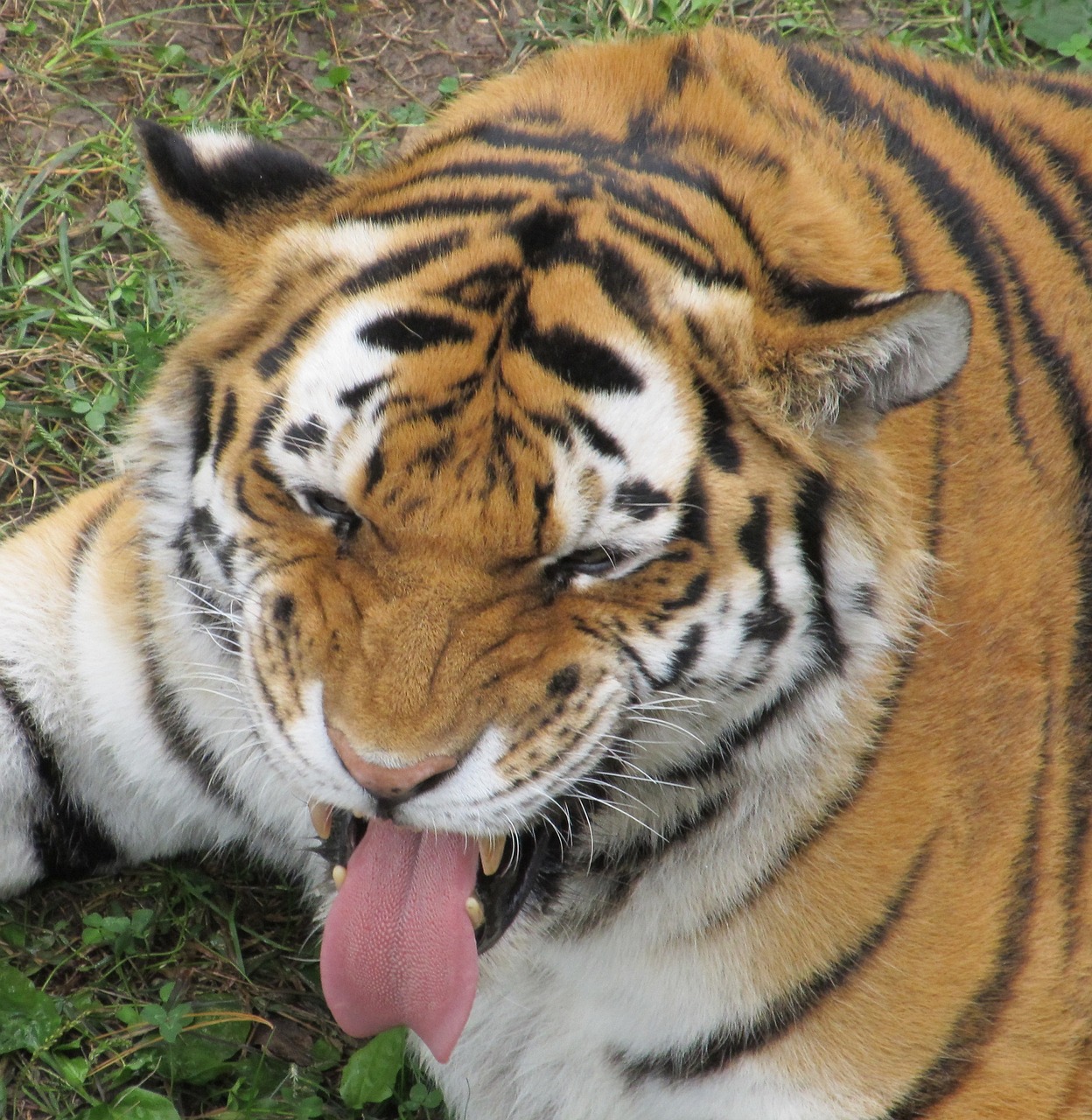 tiger tongue sticking out funny face free photo