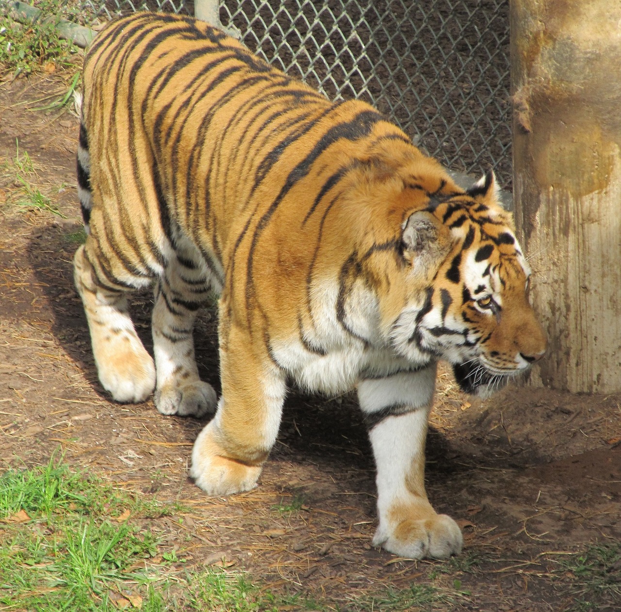 tiger big cat feline free photo
