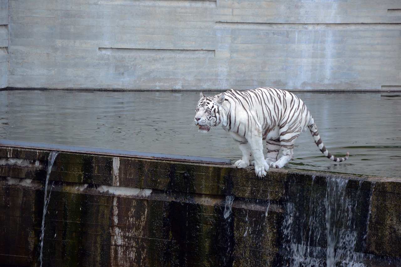 tiger white tiger jump free photo
