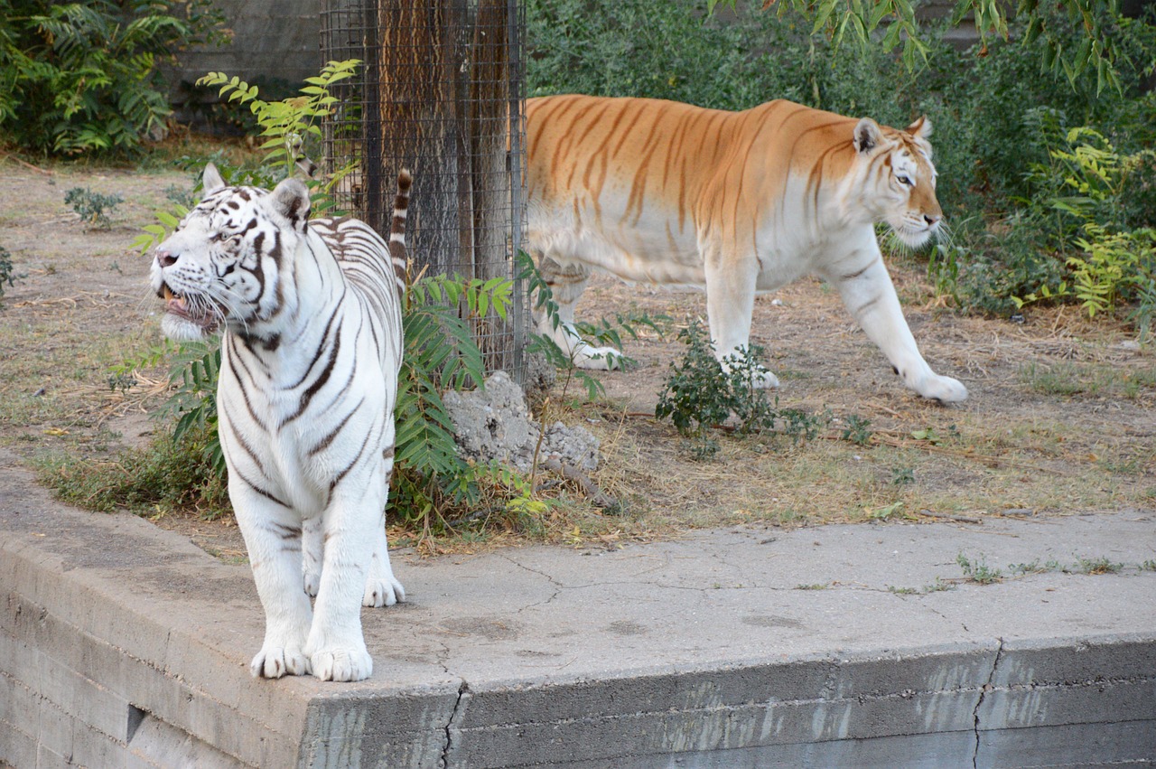 tiger white tiger zoo free photo