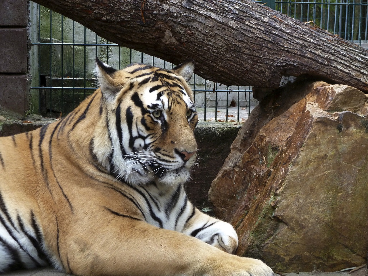tiger cage predator free photo