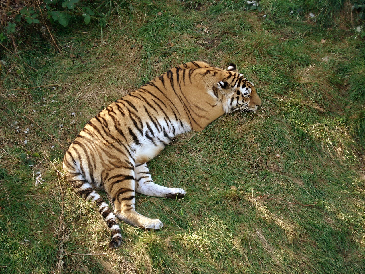 tiger siberian tiger amur tiger free photo
