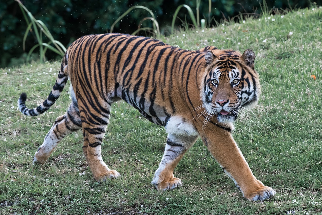 tiger cat predator free photo