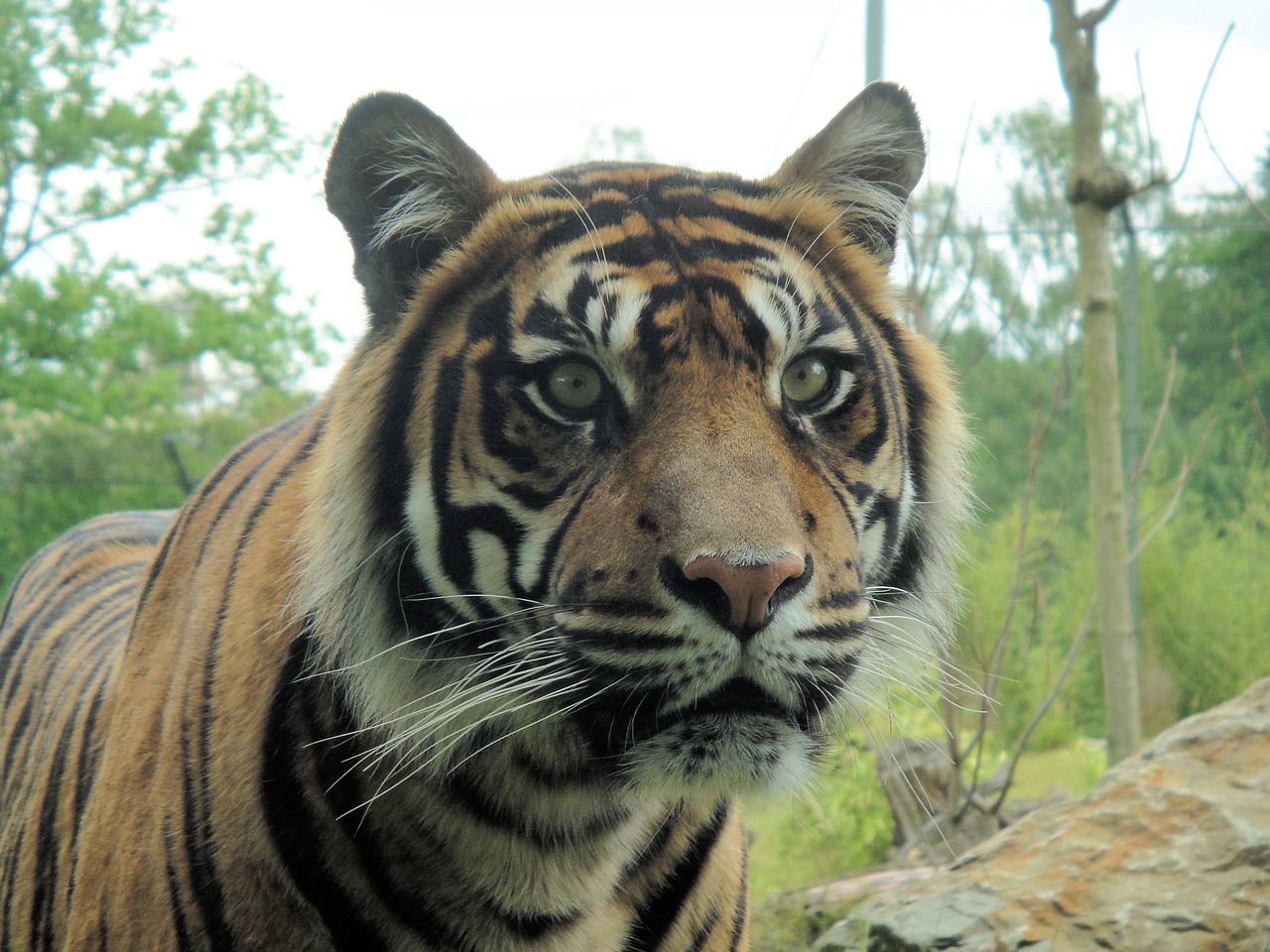 tiger zoo mammal free photo