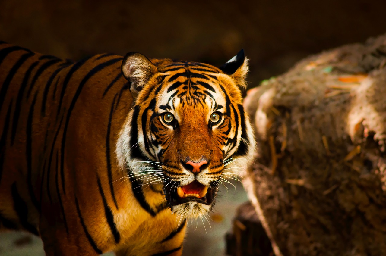 tiger animal wildlife free photo