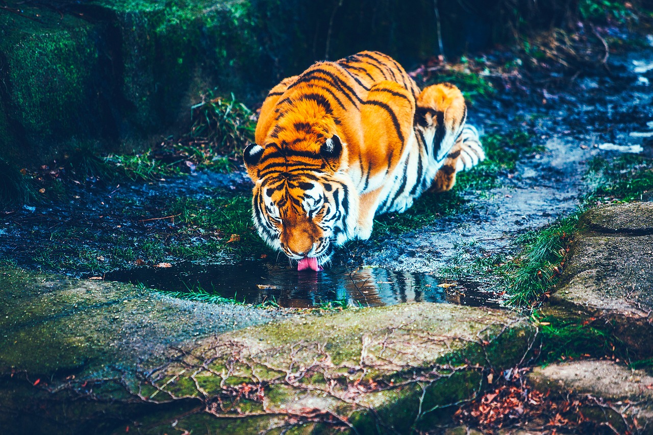 tiger animal wildlife free photo