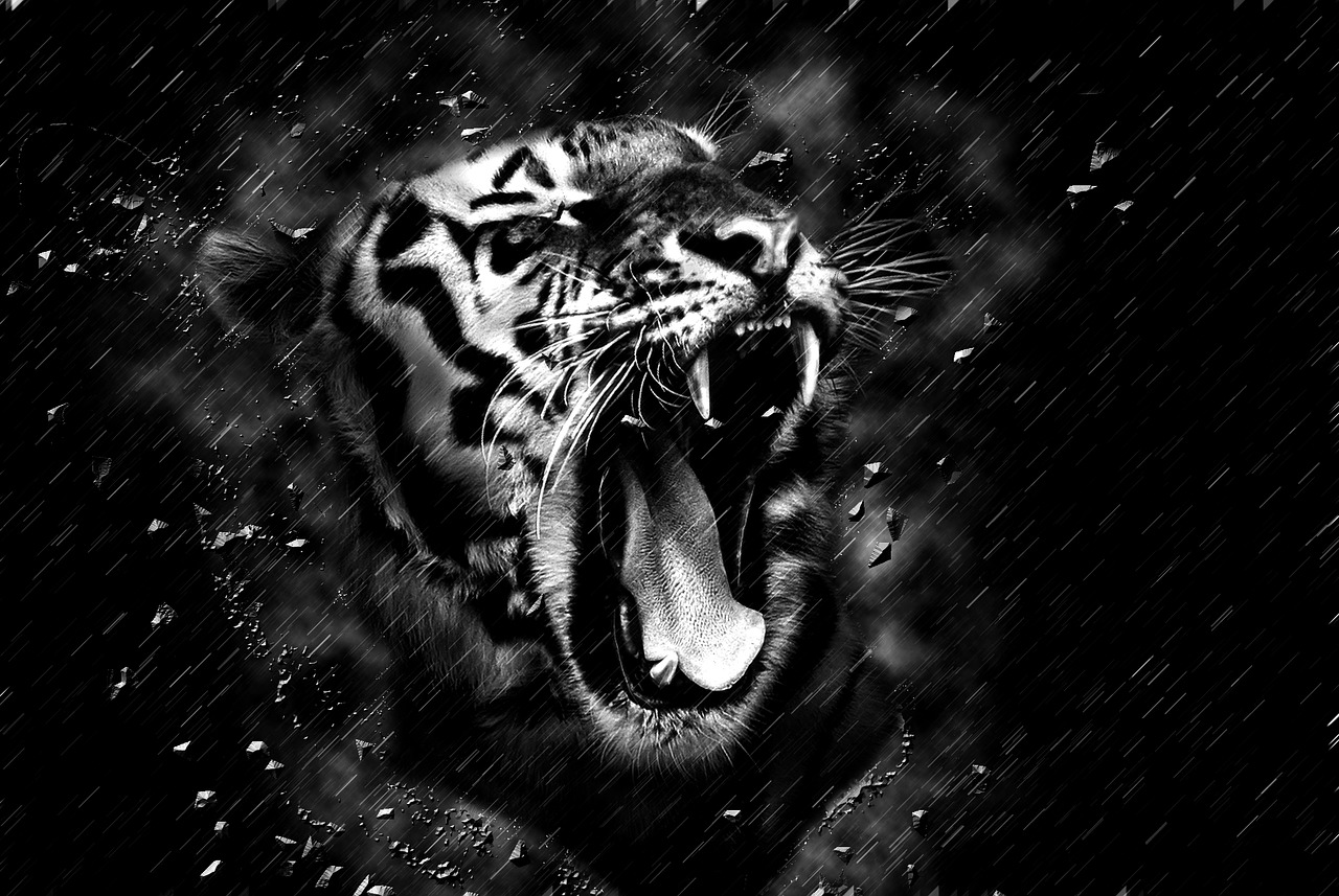 tiger head black and white free photo