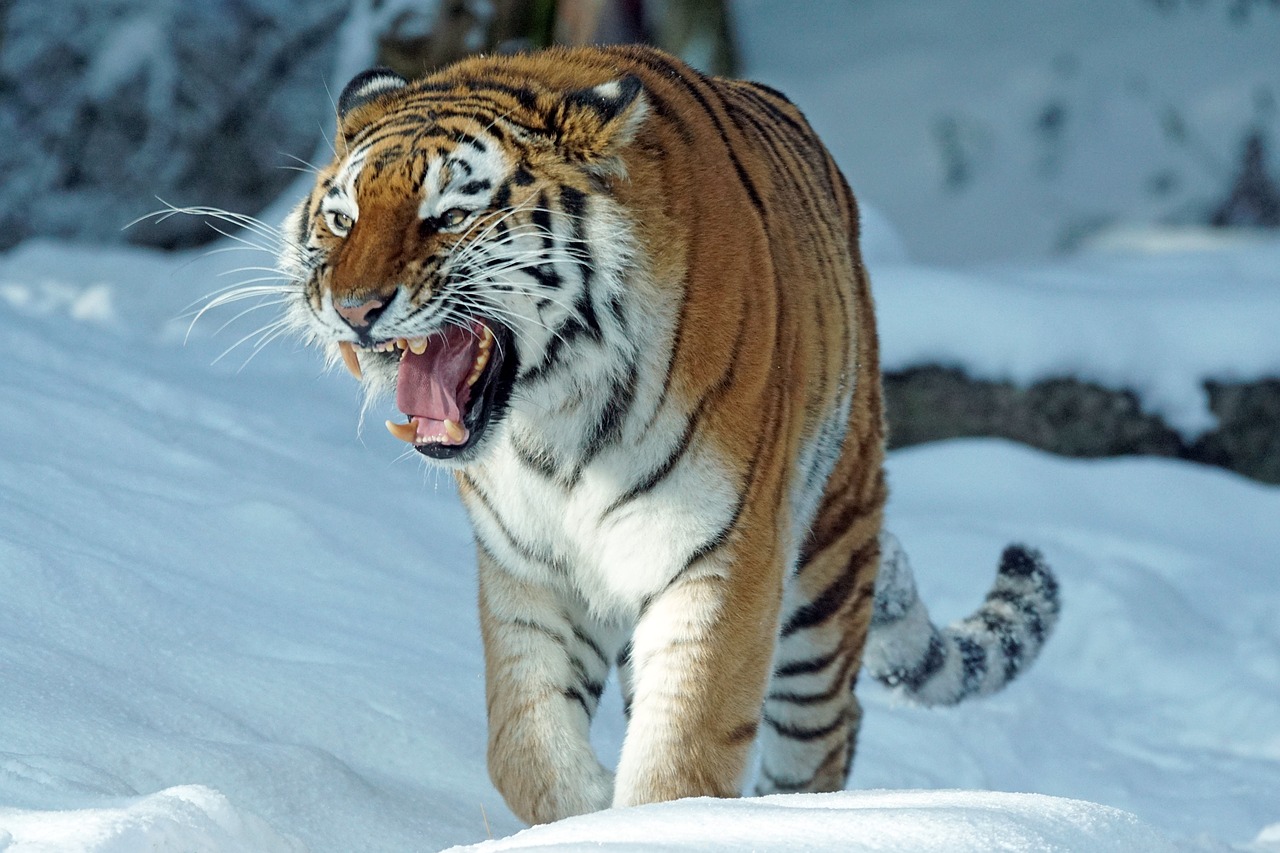 tiger amurtiger predator free photo