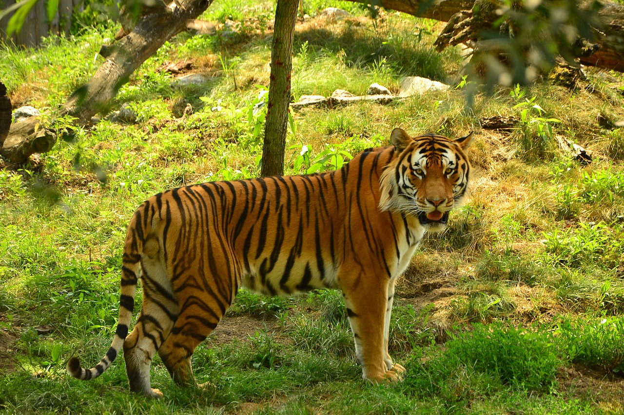 tiger zoo tigers free photo