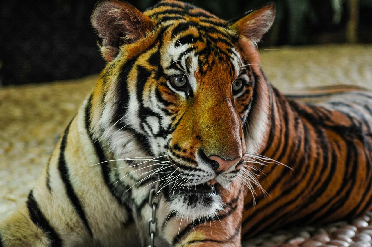 tiger cat portrait free photo