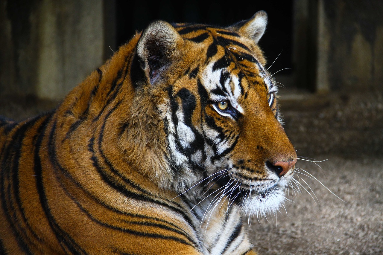 tiger zoo wild cat free photo