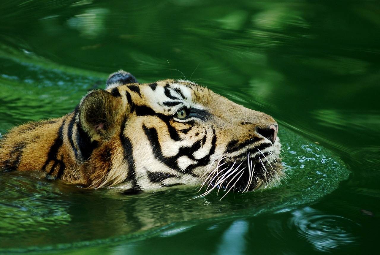 tiger malayan tiger lonely free photo