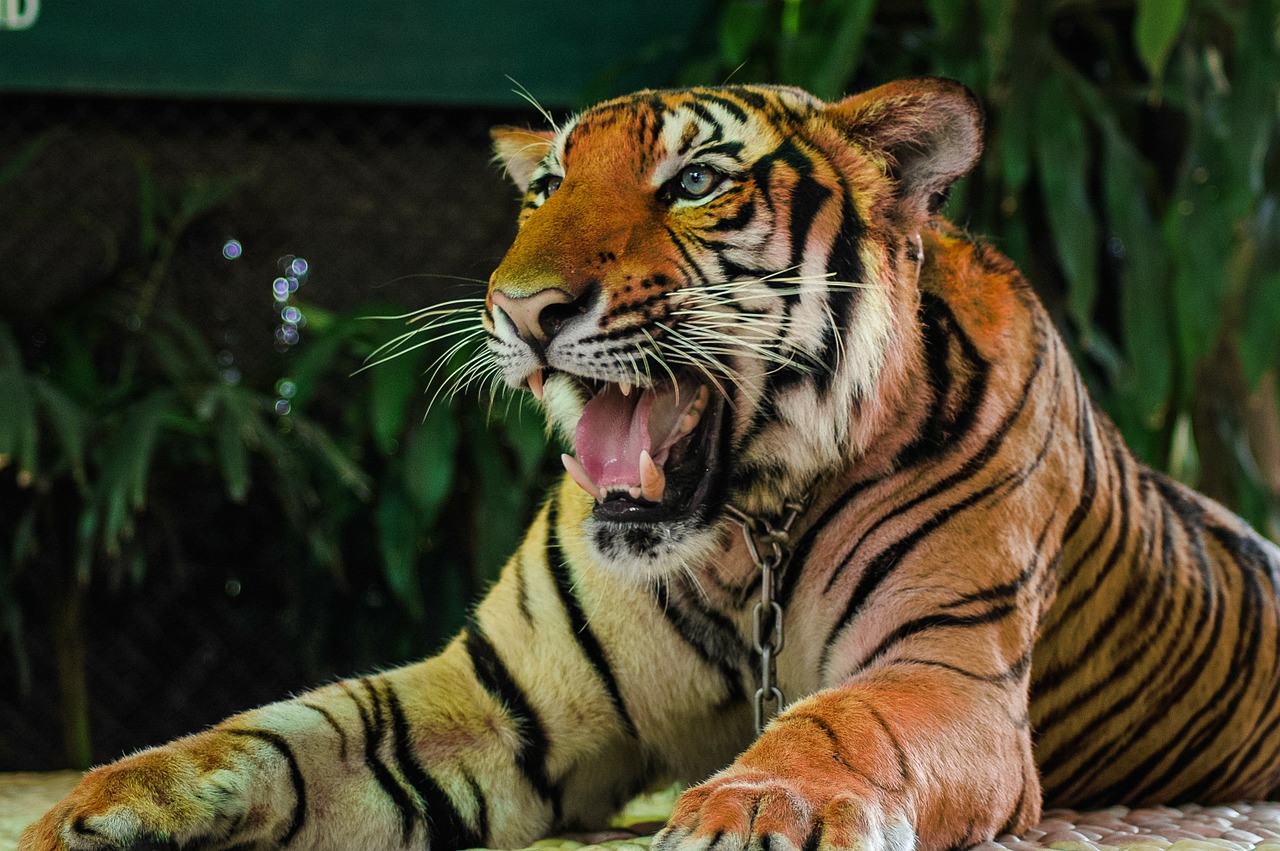 tiger cat portrait free photo