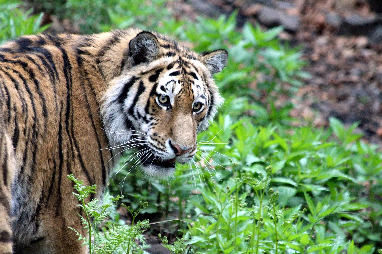 tiger amur tiger ussurian tiger free photo