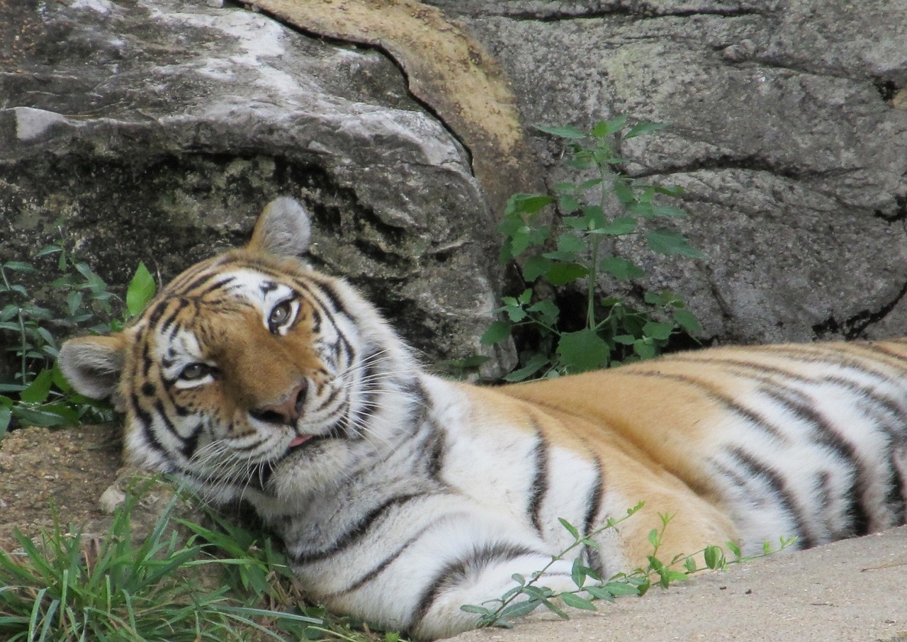 tiger relaxing resting free photo
