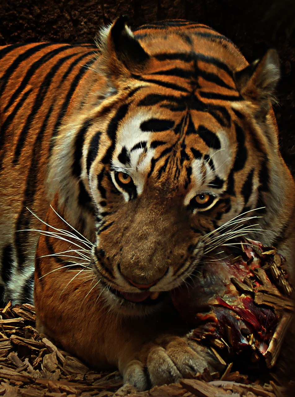 tiger food cat free photo