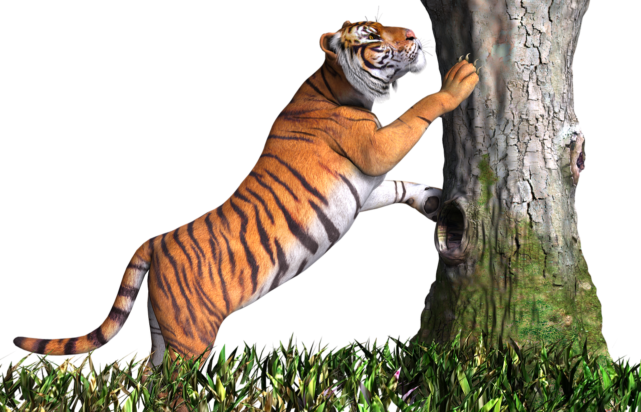 tiger animal cat free photo