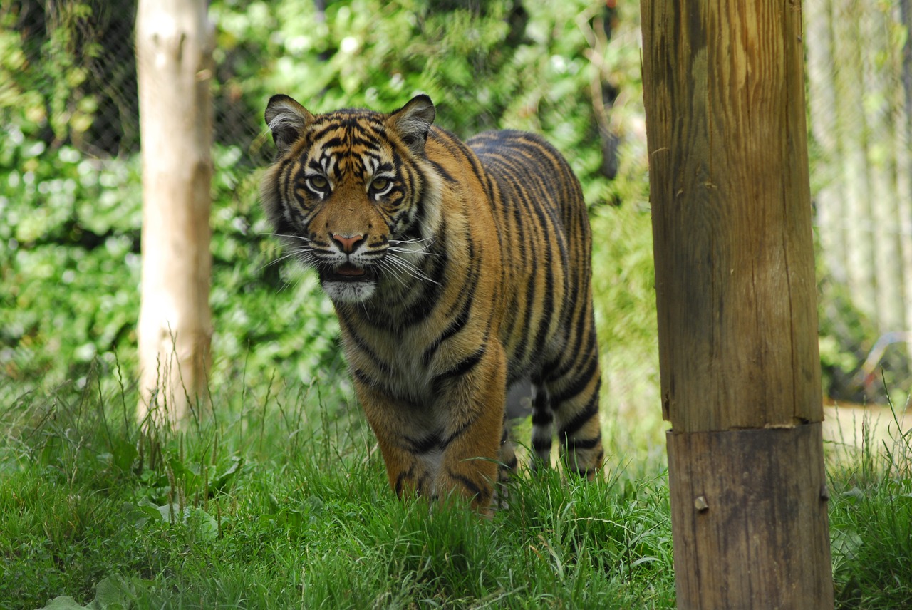 tiger zoo animal free photo