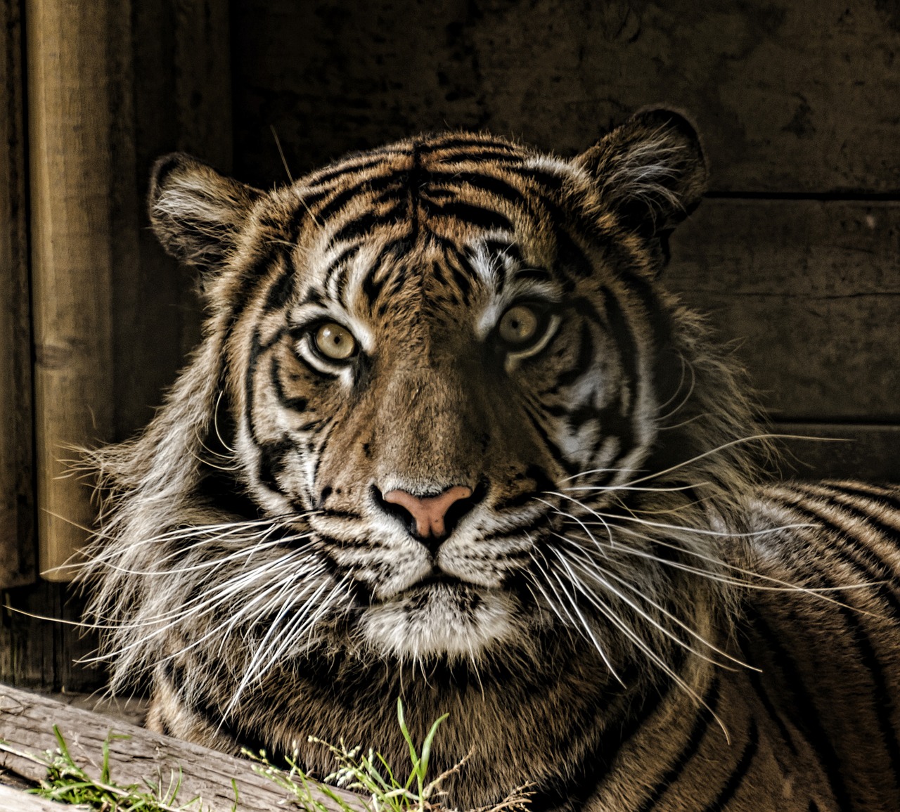 tiger eye whiskers free photo