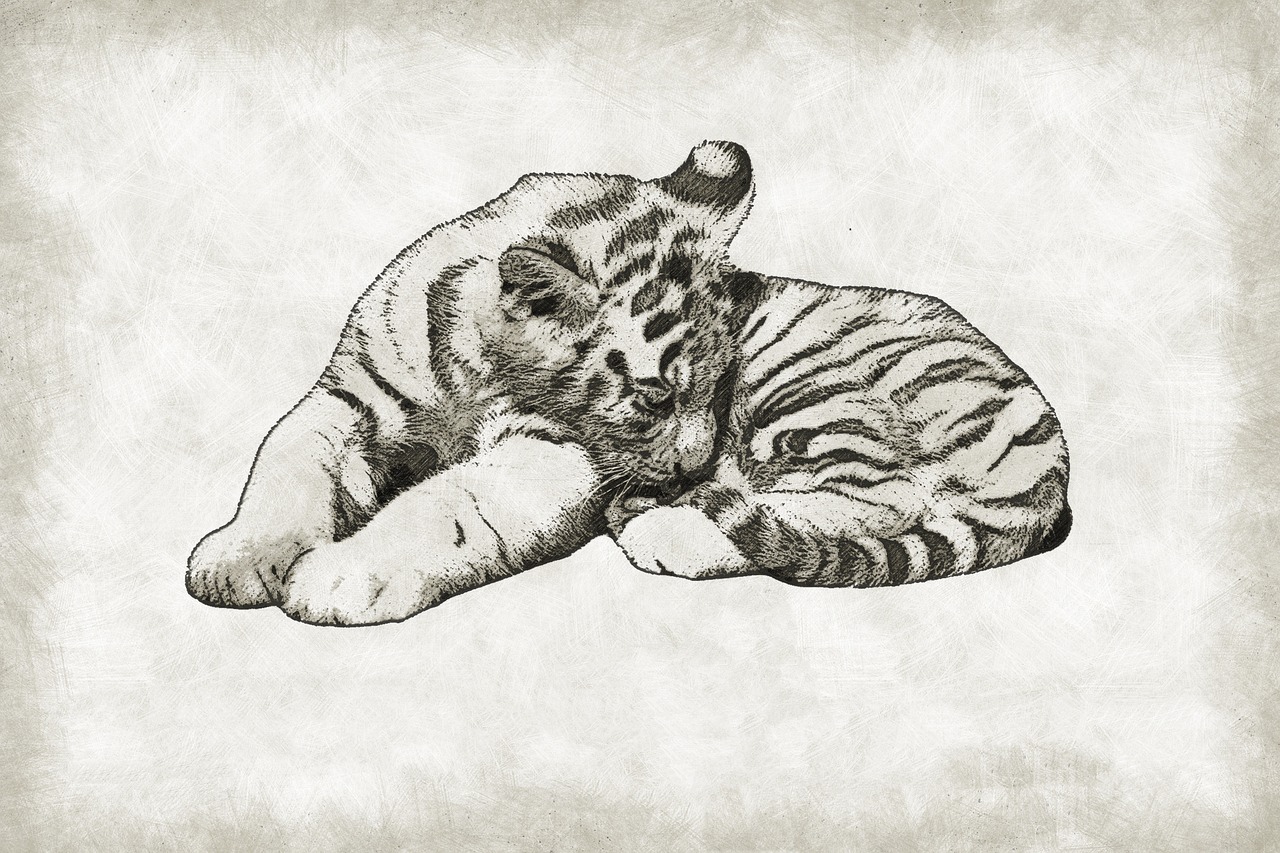 tiger cub cute free photo