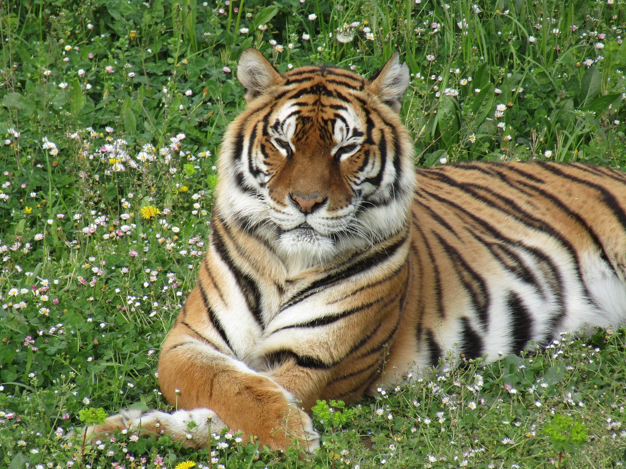 tiger zoo fauna free photo