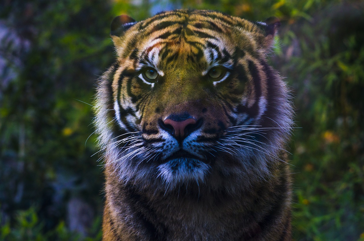 tiger zoo biopark free photo