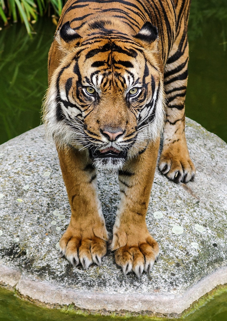 tiger view cat free photo