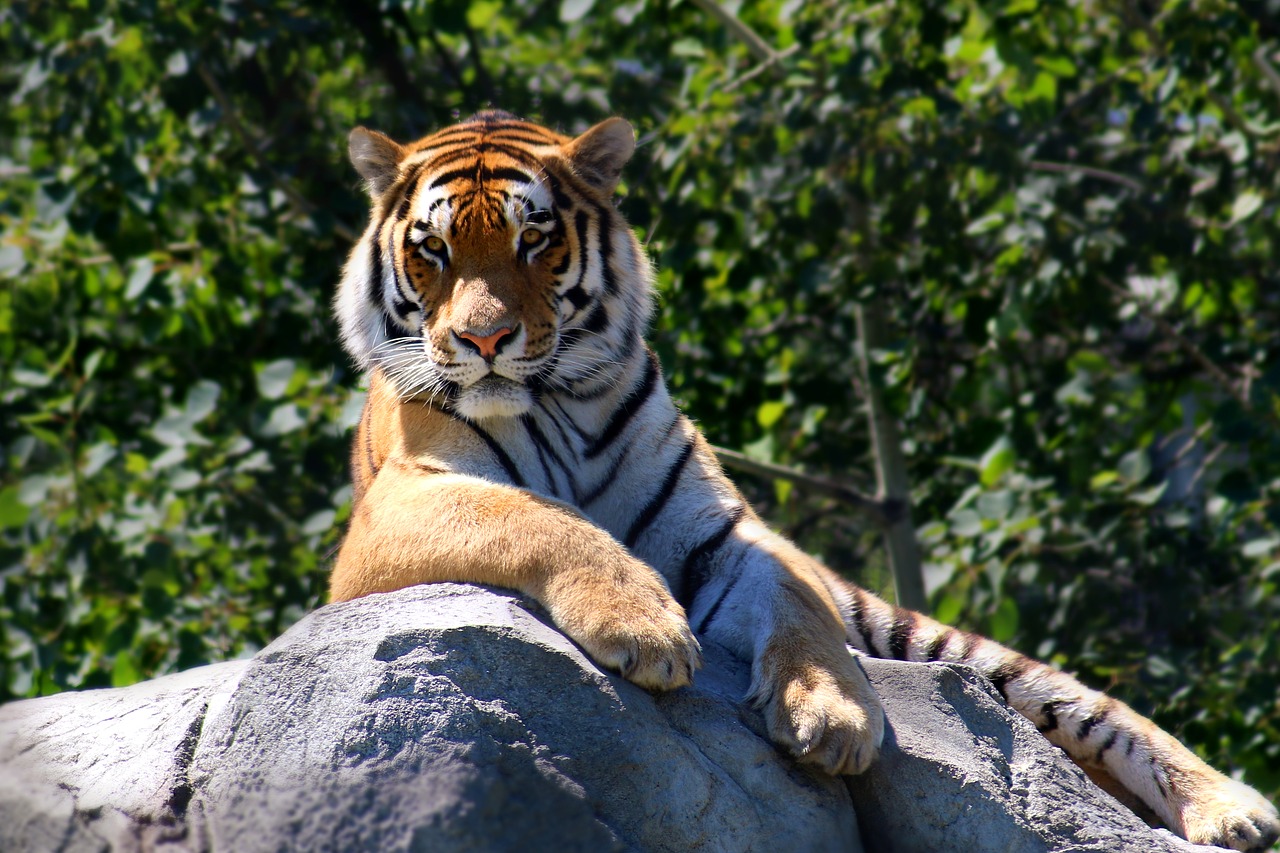 tiger animal wildlife free photo