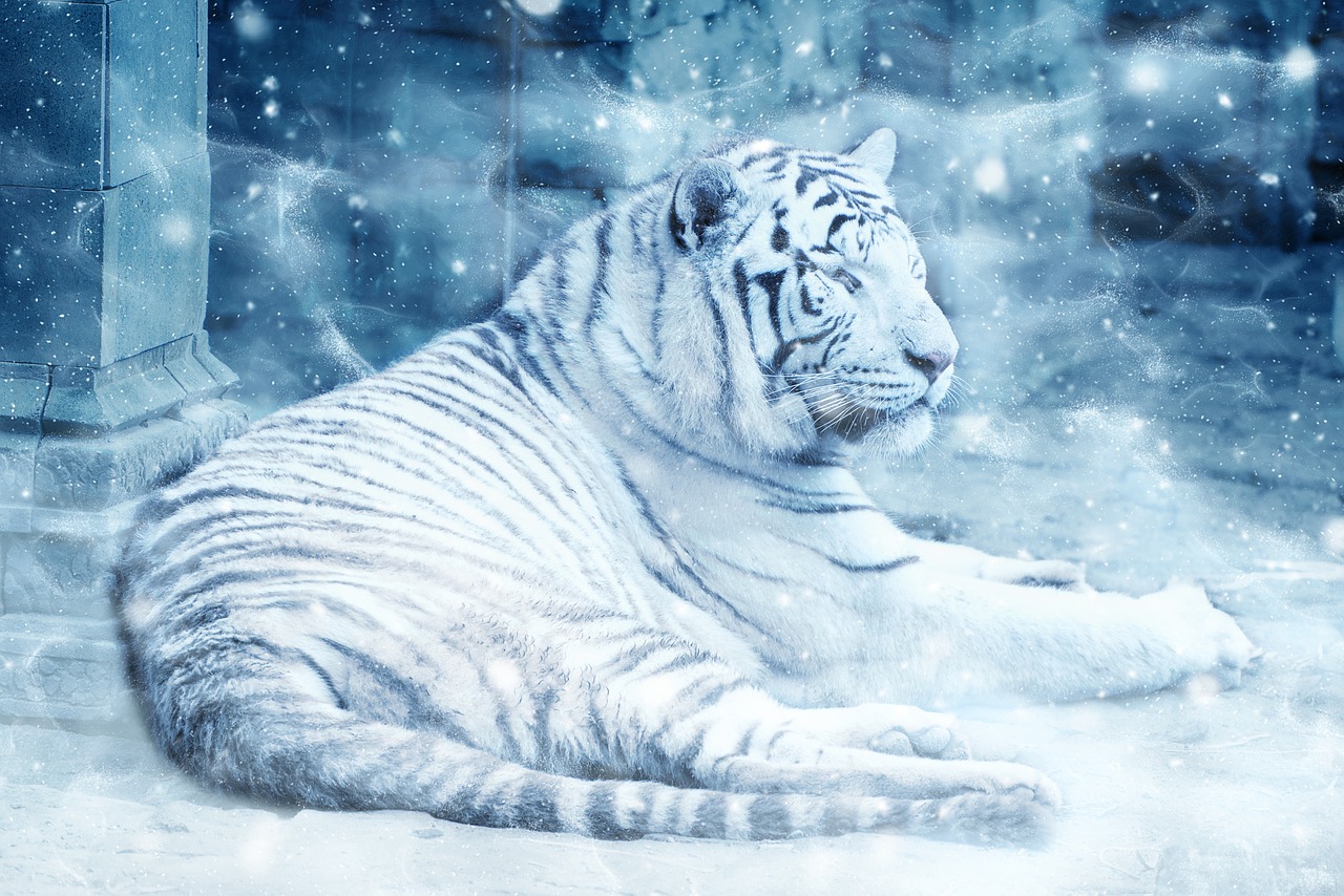 tiger snow lying down free photo