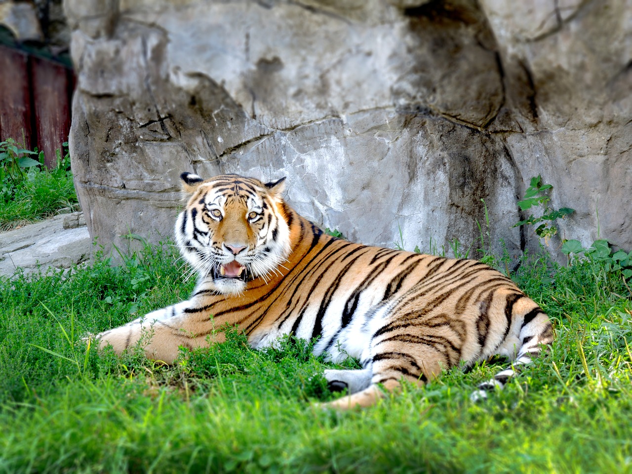 tiger zoo moscow free photo