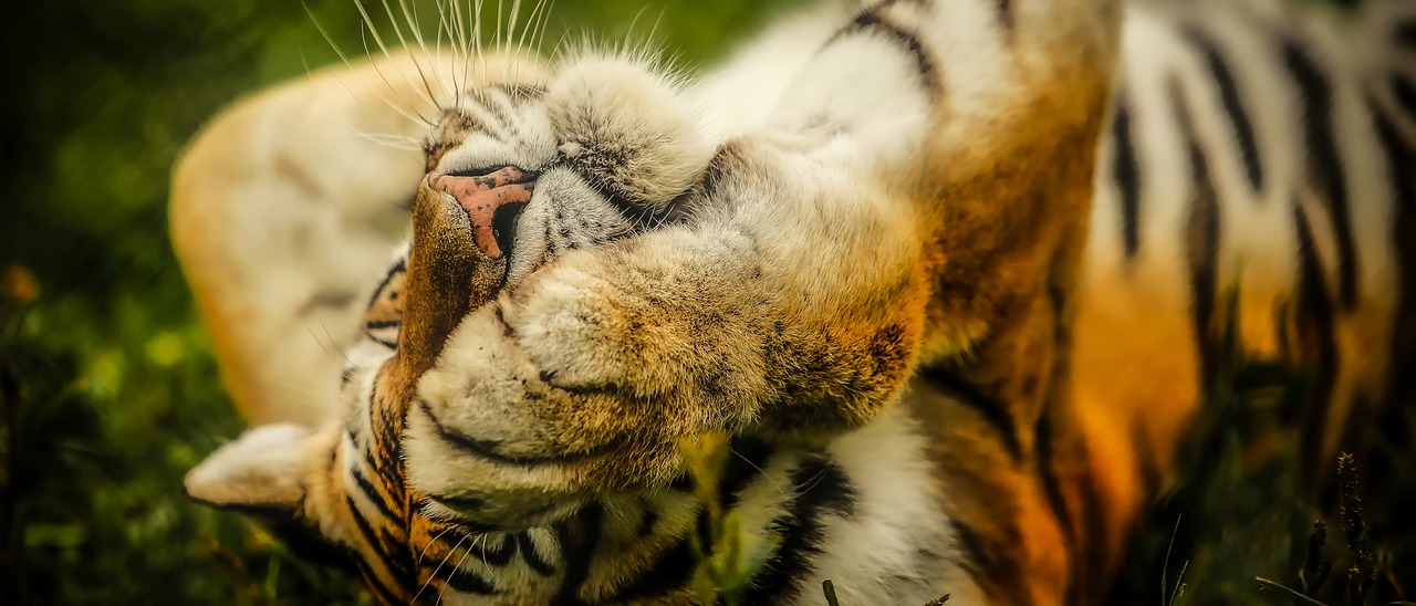 tiger animal wildlife free photo