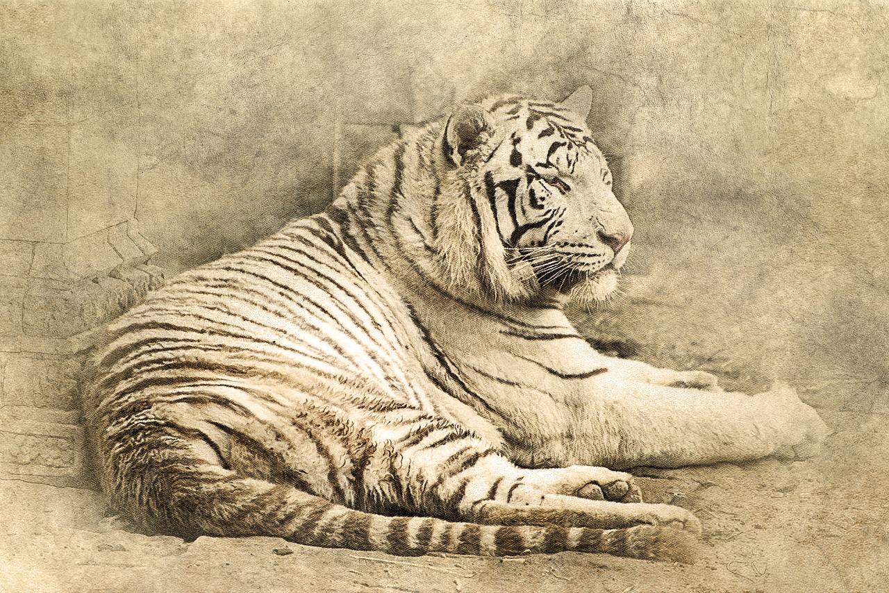 tiger lying down art free photo