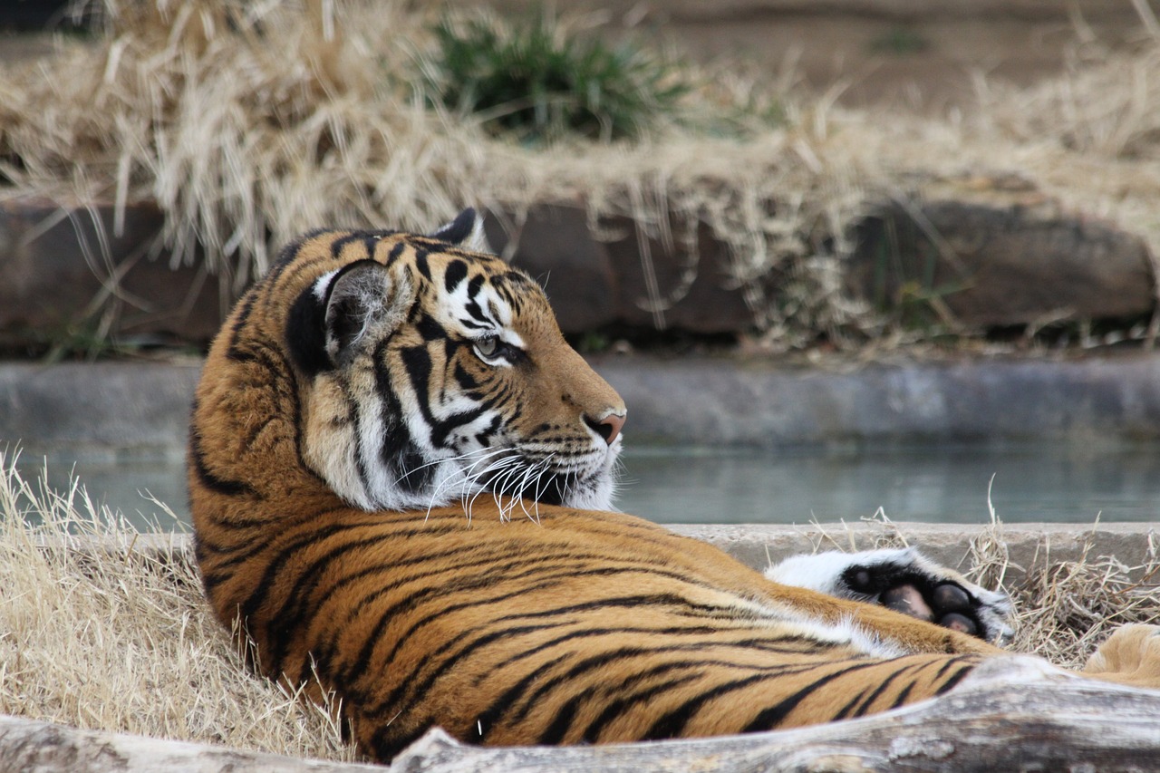 tiger zoo laying down free photo