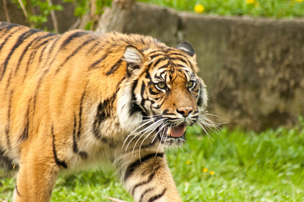 tiger teeth green free photo