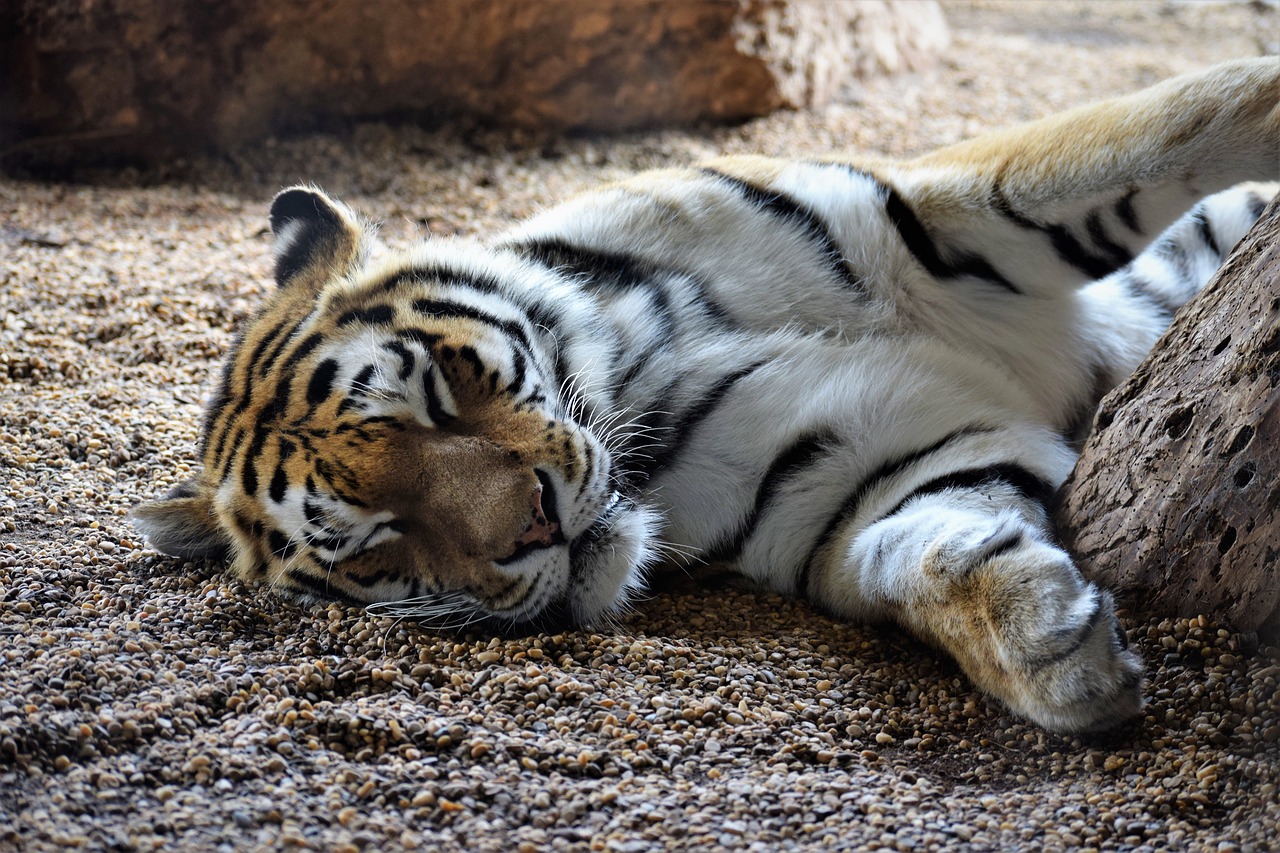 tiger sleeping playful free photo
