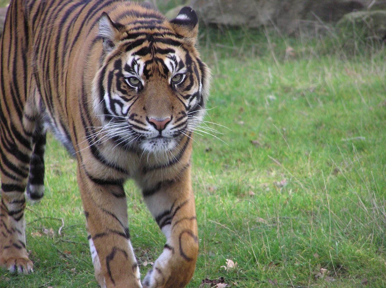 tiger zoo predator free photo