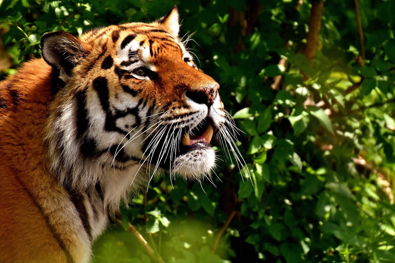 tiger predator fur free photo