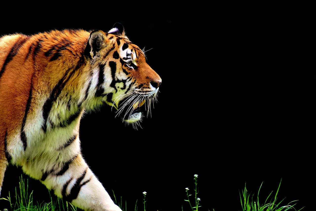 tiger predator fur free photo